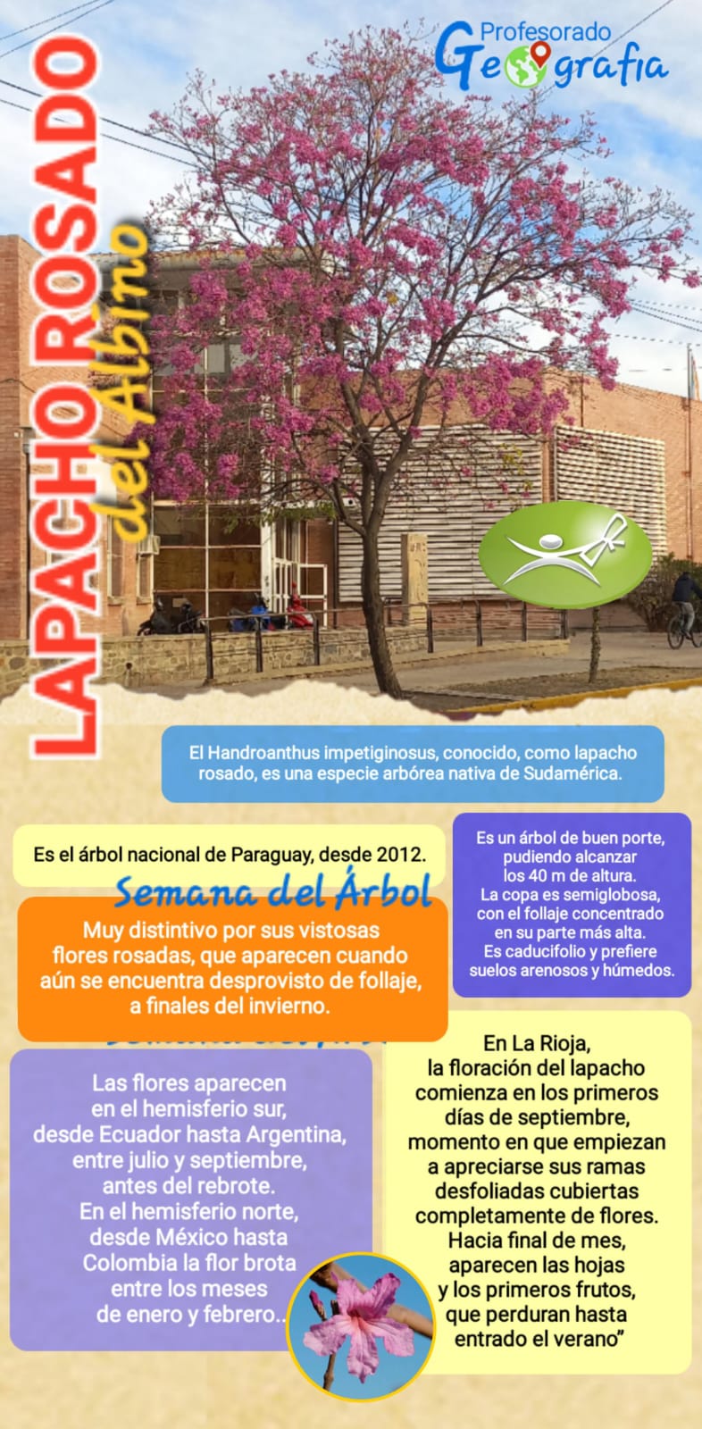 El Lapacho Rosa del Albino