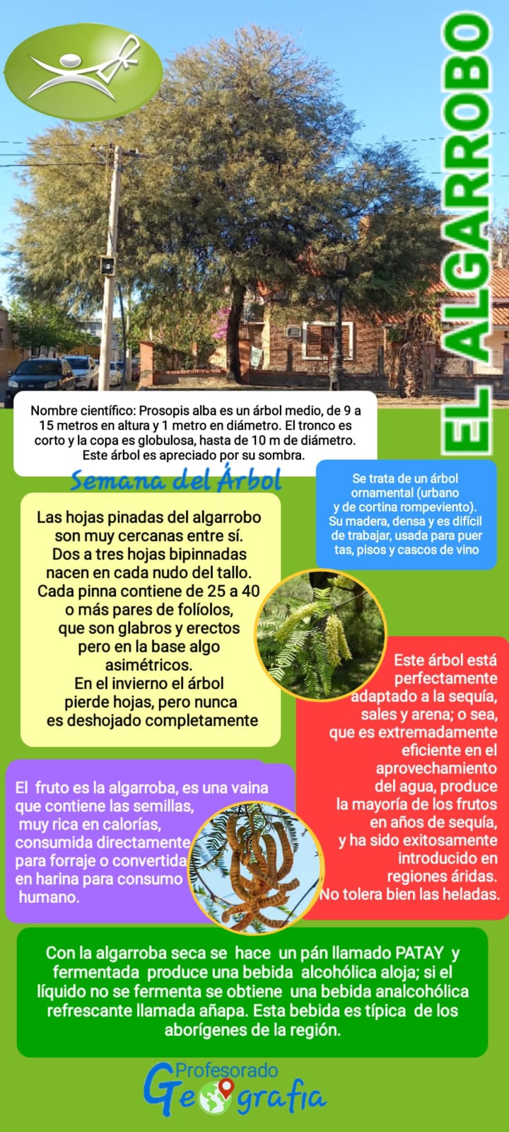 Semana del árbol: El Algarrobo